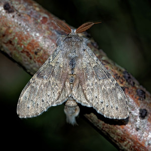 Stauropus fagi (Notodontidae)  - Ecureuil, Staurope du Hêtre, Bombyx du Hêtre - Lobster Moth Meuse [France] 26/06/2017 - 360m