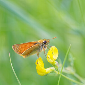 Thymelicus sylvestris (Hesperiidae)  - Hespérie de la Houque - Small Skipper Doubs [France] 28/06/2017 - 750m