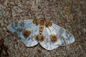 Abraxas sylvata (Geometridae)  - Zérène de l'Orme - Clouded Magpie Haute-Marne [France] 15/07/2017 - 400m