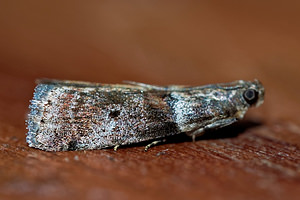 Acrobasis consociella (Pyralidae)  - Phycide associée Doubs [France] 12/07/2017 - 610m