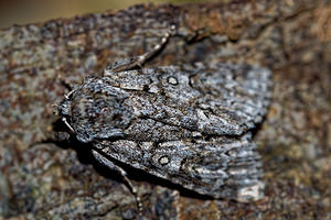 Acronicta auricoma (Noctuidae)  - Chevelure dorée - Scarce Dagger Haute-Marne [France] 15/07/2017 - 400m