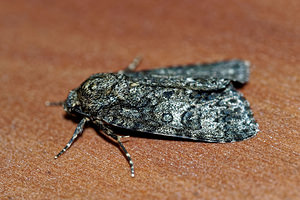 Acronicta rumicis (Noctuidae)  - Noctuelle de la Patience - Knot Grass [moth] Haute-Marne [France] 15/07/2017 - 400m