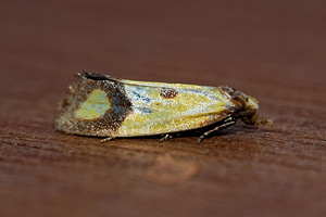 Agapeta zoegana (Tortricidae)  Ardennes [France] 16/07/2017 - 160m