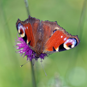 Aglais io (Nymphalidae)  - Paon-du-jour, Paon de jour, Oeil -de-Paon-du-Jour, Paon, Oeil-de-Paon - Peacock Jura [France] 04/07/2017 - 1390m