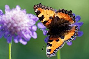 Aglais urticae (Nymphalidae)  - Petite Tortue, Vanesse de l'Ortie, Petit-Renard - Small Tortoiseshell Jura [France] 04/07/2017 - 1400m