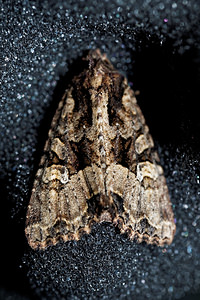 Apamea remissa (Noctuidae)  - Brouillée - Dusky Brocade Cote-d'Or [France] 14/07/2017 - 420m