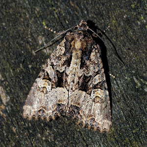 Apamea remissa (Noctuidae)  - Brouillée - Dusky Brocade Cote-d'Or [France] 14/07/2017 - 420m