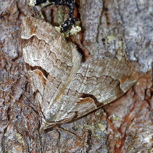 Aplocera efformata (Geometridae)  - Petite Rayure - Lesser Treble-bar Jura [France] 09/07/2017 - 1030m