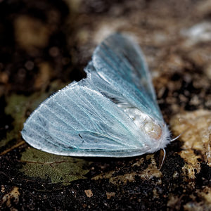 Arctornis l-nigrum (Erebidae)  - L-noir - Black V Moth Ain [France] 04/07/2017 - 680m