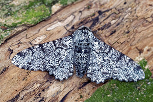 Biston betularia (Geometridae)  - Phalène du Bouleau, Biston du Bouleau - Peppered Moth Ardennes [France] 16/07/2017 - 160m
