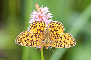 Boloria selene (Nymphalidae)  - Petit Collier argenté - Small Pearl-bordered Fritillary Jura [France] 02/07/2017 - 1200m