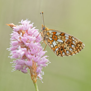 Boloria selene (Nymphalidae)  - Petit Collier argenté - Small Pearl-bordered Fritillary Jura [France] 02/07/2017 - 1200m