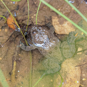 Bombina variegata (Bombinatoridae)  - Sonneur à ventre jaune - Yellow-bellied Toad  [France] 15/07/2017 - 380m