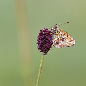 Brenthis ino (Nymphalidae)  - Nacré de la Sanguisorbe Jura [France] 02/07/2017 - 1150m