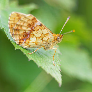 Brenthis ino (Nymphalidae)  - Nacré de la Sanguisorbe Jura [France] 02/07/2017 - 1200m