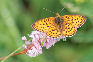 Brenthis ino (Nymphalidae)  - Nacré de la Sanguisorbe Jura [France] 02/07/2017 - 1200m