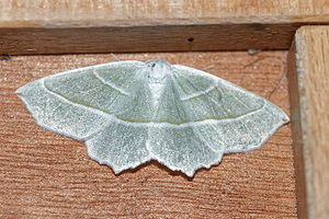 Campaea margaritaria (Geometridae)  - Céladon Ain [France] 03/07/2017 - 800m