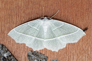 Campaea margaritaria (Geometridae)  - Céladon Jura [France] 09/07/2017 - 1030m