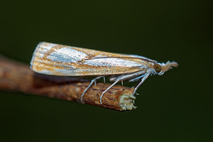 Catoptria permutatellus (Crambidae)  - Crambus permuté Ain [France] 03/07/2017 - 810m