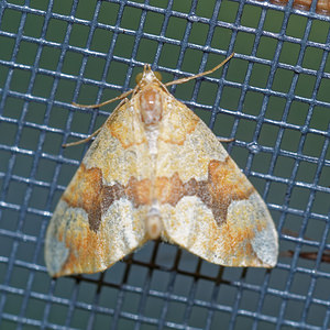 Cidaria fulvata (Geometridae)  - Cidarie fauve, Associée - Barred Yellow Jura [France] 09/07/2017 - 1030m