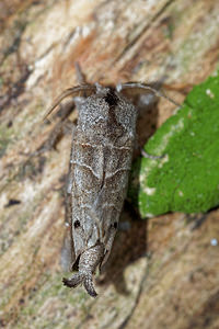 Clostera anachoreta (Notodontidae)  - Anachorète, Hausse-Queue fourchue - Scarce Chocolate-tip Ardennes [France] 16/07/2017 - 160m