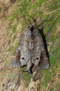 Clostera anachoreta (Notodontidae)  - Anachorète, Hausse-Queue fourchue - Scarce Chocolate-tip Ardennes [France] 16/07/2017 - 160m