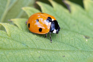 Coccinella septempunctata (Coccinellidae)  - Coccinelle à 7 points, Coccinelle, Bête à bon Dieu - Seven-spot Ladybird Jura [France] 03/07/2017 - 1130m