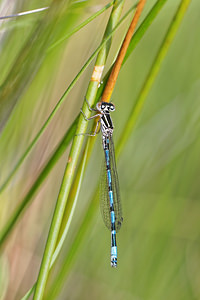 Coenagrion mercuriale (Coenagrionidae)  - Agrion de Mercure - Southern Damselfly  [France] 15/07/2017 - 350m