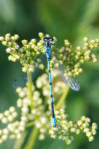 Coenagrion puella (Coenagrionidae)  - Agrion jouvencelle - Azure Damselfly Jura [France] 03/07/2017 - 1130m