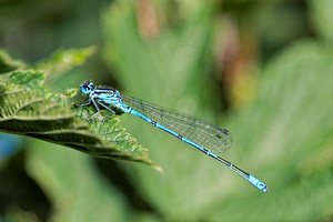 Coenagrion puella (Coenagrionidae)  - Agrion jouvencelle - Azure Damselfly Jura [France] 03/07/2017 - 1130m