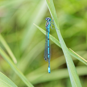 Coenagrion puella (Coenagrionidae)  - Agrion jouvencelle - Azure Damselfly Jura [France] 03/07/2017 - 1130m