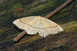 Cyclophora ruficiliaria (Geometridae)  - Ephyre Trois-Cerceaux Ain [France] 03/07/2017 - 810m