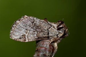 Drymonia obliterata (Notodontidae)  - Ardoisée Haute-Marne [France] 15/07/2017 - 400m