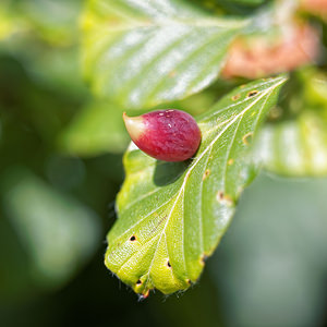 Eriophyes tiliae (Eriophyidae)  - Phytopte du tilleul - Lime nail gall, Bugle gall Ain [France] 03/07/2017 - 1180m