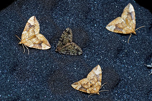 Eulithis populata (Geometridae)  - Cidarie du Peuplier - Northern Spinach Vosges [France] 13/07/2017 - 970m