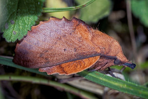 Gastropacha quercifolia (Lasiocampidae)  - Feuille-Morte du Chêne - Lappet Ardennes [France] 16/07/2017 - 160m