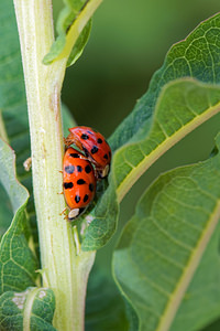 Harmonia axyridis (Coccinellidae)  - Coccinelle asiatique, Coccinelle arlequin - Harlequin ladybird, Asian ladybird, Asian ladybeetle Jura [France] 03/07/2017 - 1130m