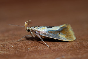 Harpella forficella (Oecophoridae)  Cote-d'Or [France] 14/07/2017 - 420m