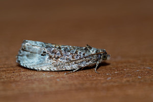 Hedya nubiferana (Tortricidae)  - Marbled Orchard Tortrix Cote-d'Or [France] 14/07/2017 - 420m