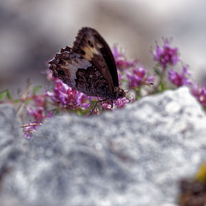 Hipparchia genava (Nymphalidae)  - Sylvandre helvète Ain [France] 03/07/2017 - 1180m