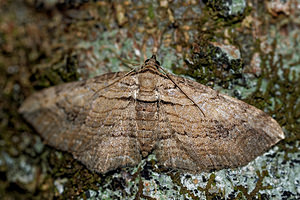 Horisme radicaria (Geometridae)  - Horisme jumeau Haute-Marne [France] 15/07/2017 - 400m