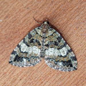 Hydriomena furcata (Geometridae)  - Larentie lavée - July Highflyer Jura [France] 09/07/2017 - 1030m