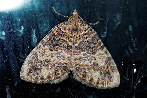 Hydriomena furcata (Geometridae)  - Larentie lavée - July Highflyer Jura [France] 09/07/2017 - 1030m