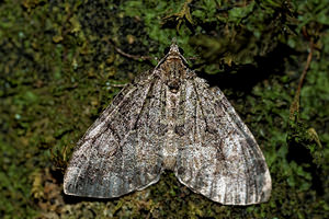 Hydriomena furcata (Geometridae)  - Larentie lavée - July Highflyer Haute-Marne [France] 15/07/2017 - 400m