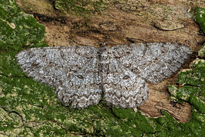 Hypomecis punctinalis (Geometridae)  - Boarmie pointillée - Pale Oak Beauty Ardennes [France] 16/07/2017 - 160m