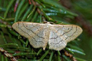 Idaea aversata (Geometridae)  - Impolie, l'Acidalie détournée - Riband Wave Vosges [France] 13/07/2017 - 970mforme remutata