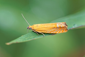 Lathronympha strigana (Tortricidae)  Jura [France] 02/07/2017 - 1200m