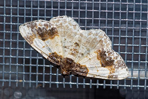 Ligdia adustata (Geometridae)  - Phalène du Fusain - Scorched Carpet Cote-d'Or [France] 14/07/2017 - 420m