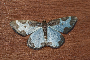 Lomaspilis marginata (Geometridae)  - Bordure entrecoupée, Marginée - Clouded Border Ain [France] 04/07/2017 - 800m