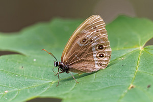 Lopinga achine (Nymphalidae)  - Bacchante, Déjanire  [France] 15/07/2017 - 380m